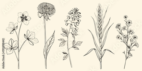Vintage botanical illustration featuring various wildflowers and grasses