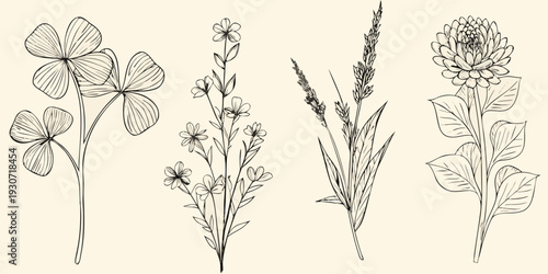 Botanical illustration of four different flowering plant specimens