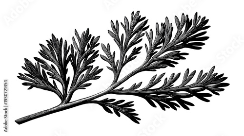 A black and white illustration of a detailed botanical specimen with many delicate leaves