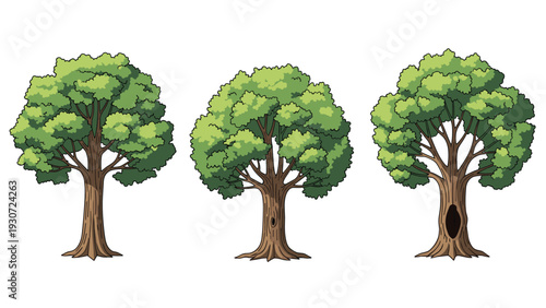 Set of three different deciduous oak trees with lush green foliage and sturdy brown trunks isolated on white background.