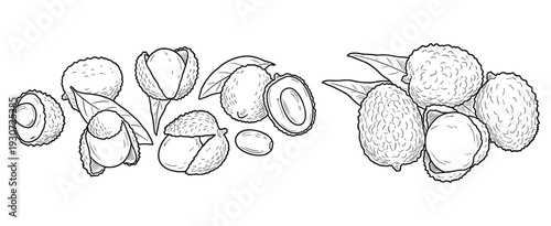 Lychee fruit sketch set with whole peeled and halved pieces in classic engraving style art