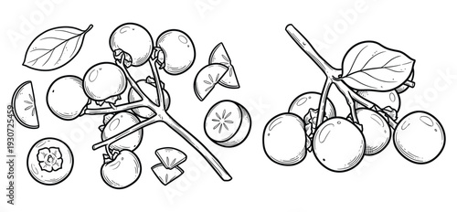 Persimmon branch and sliced fruits hand drawn line art elements on transparent background