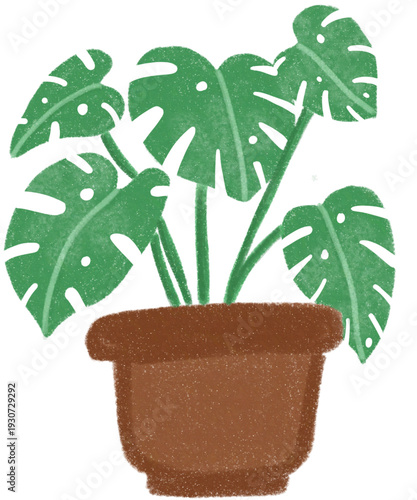 Swiss cheese plant in pot