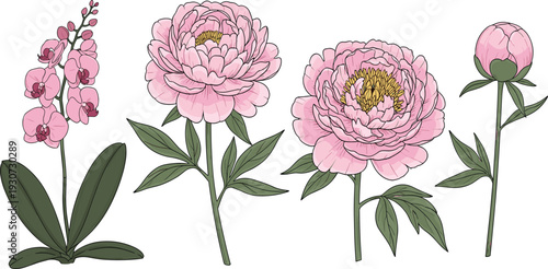 Pink Peony and Orchid Flowers Botanical Vector Set with Blooming Floral Elements for Wedding Invitation Decoration and Garden Design.