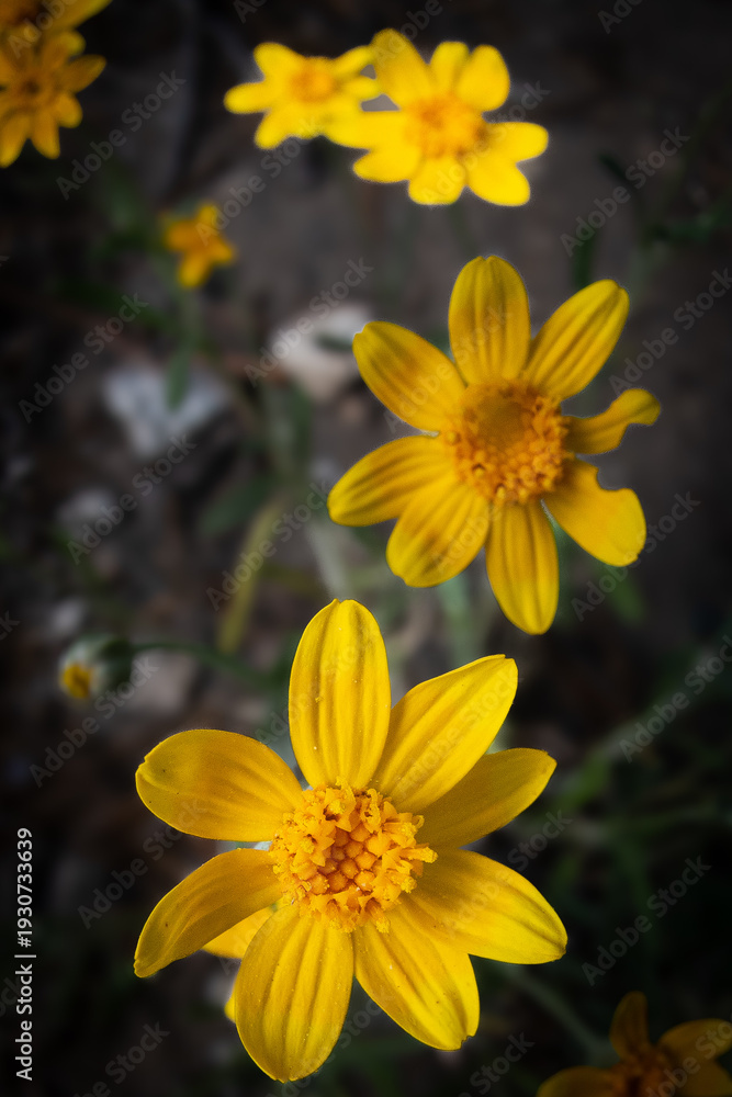 Fototapeta premium Closeup of an Arnica wildflower blossom.