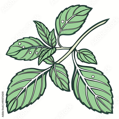 green leaves on white background