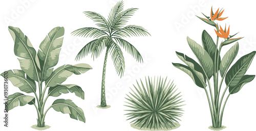 Tropical plants including palm trees and bird of paradise flowers in a collection