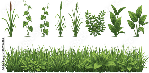 Realistic Green Grass and Wild Plants Vector Set with Meadow Foliage, Garden Herbs, and Natural Botanical Elements Isolated on White Background
