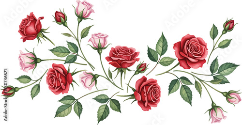 Beautiful roses and buds on a stem with green leaves on white background