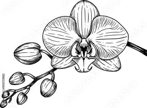 Detailed black and white line of a blooming orchid flower with buds a stem