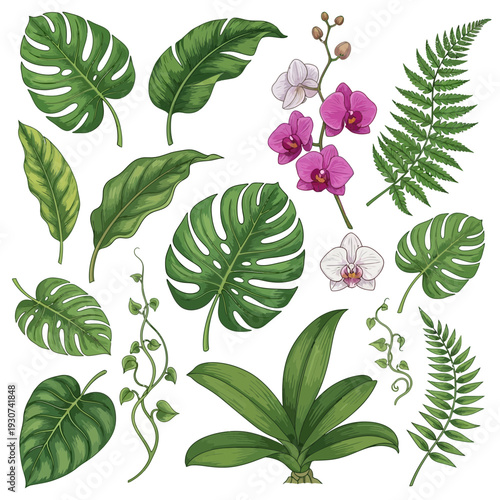 Vibrant collection of hand-drawn tropical leaves and exotic orchid flowers, perfect for botanical illustrations, natural decor, and lush jungle-themed designs
