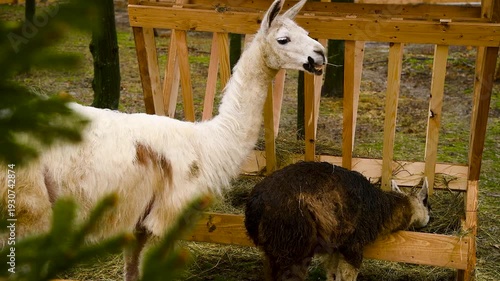 Alpacas eat hay from a wooden feeder on a farm or in an animal enclosure.