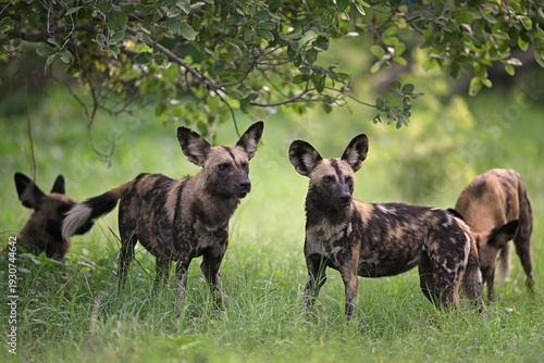 Pack of endangered African Wild Dogs (Lycaon pictus) standing under a tree in the bushveld, Botswana
