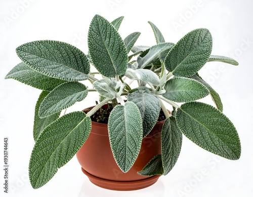 Potted fluffy-leaved plant, sage, in brown pot against a bright white background