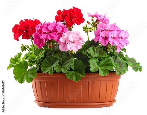 Potted Geraniums. Red, pink, and light pink geraniums in brown pot against a white backdrop