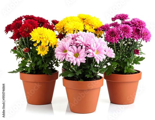 Potted mums in vibrant colors?red, yellow, pink, purple?arranged on a white backdrop