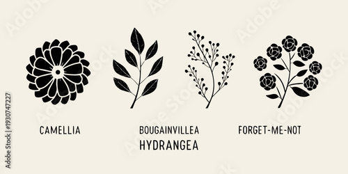 Botanical illustrations of camellia bougainvillea hydrangea and forget me not flowers