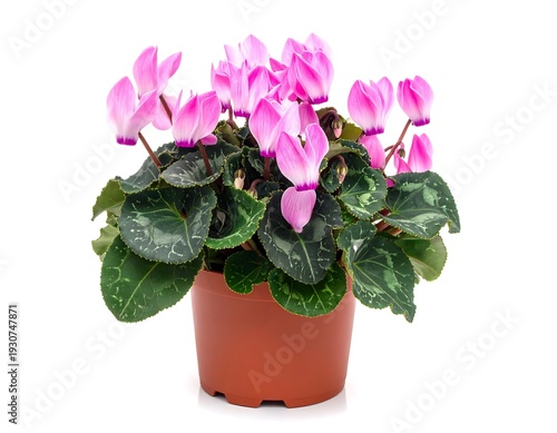 Potted pink cyclamen flower with patterned green leaves, against a white backdrop