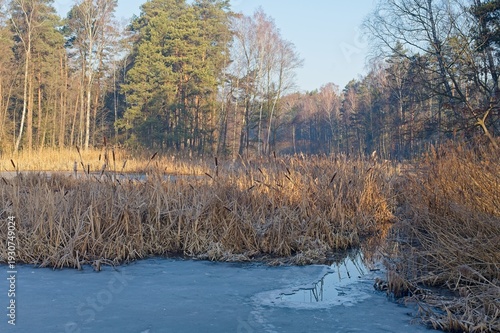 Wallpaper Mural Frozen marshland with reeds and cattails beside a forest pond during winter daylight with ice covering the water surface Torontodigital.ca
