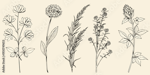 Vintage botanical illustration of various wildflowers and grassy stems