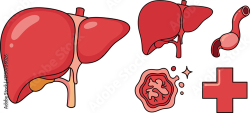 Human Liver Vector Illustration Set with Internal Digestive Organs Anatomy Icons and Medical First Aid Plus Symbol