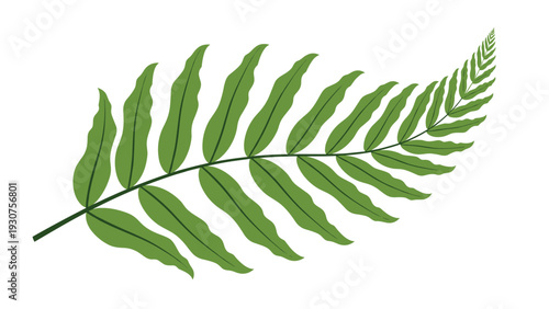 Single green fern frond leaf illustration with delicate leaflets isolated on a white background for botanical and nature themes.