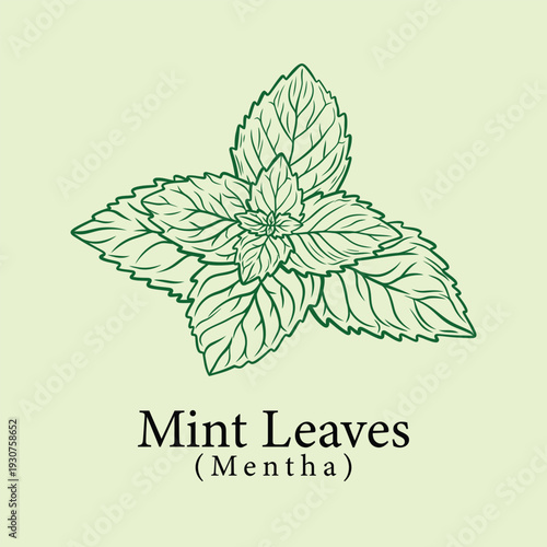 Hand-Drawn Mint Leaves Botanical Illustration Emphasizing Antibacterial Acne Treatment for Refreshing Skincare Packaging Design