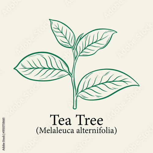 Herbal Tea Tree Hand Sketch Symbolizing Purifying Defense and Blemish Control for Therapeutic Skincare Packaging
