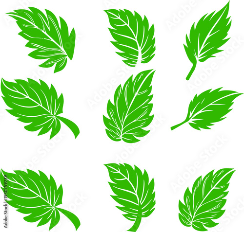 Collection of green mint leaves arranged in a circular pattern