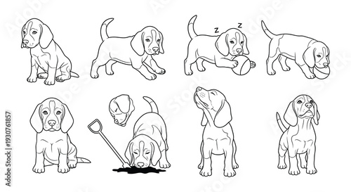 Nine beagle puppies in various poses a black and white illustration