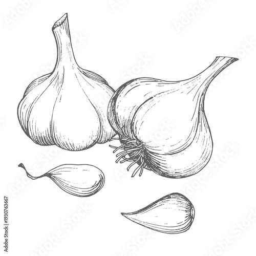 Composition of the garlic. Vector colored ink styled handmade illustration. For packaging design, cards, cover, prints, product labels and fabric.