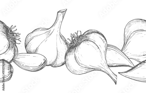 Seamless border of the garlic. For packaging design, cards, cover, prints, product labels and fabric.