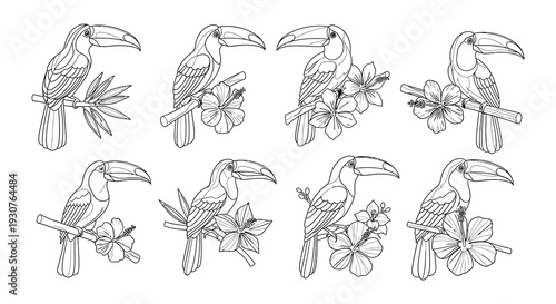 Detailed line art illustration of toucans perched with tropical hibiscus flowers