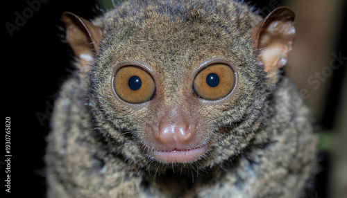 Tarsier Centered Portrait