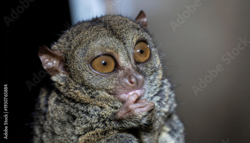 Tarsier Centered Portrait Very