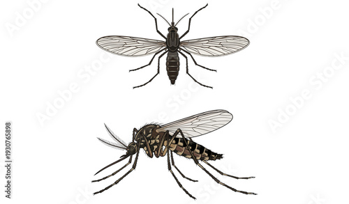 Realistic Mosquito Vector Illustration Isolated on White Background