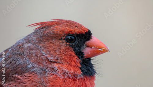 Ultra Realistic Fine Art Portrait Of A Northern Cardinal Centered Symmetrical Framing
