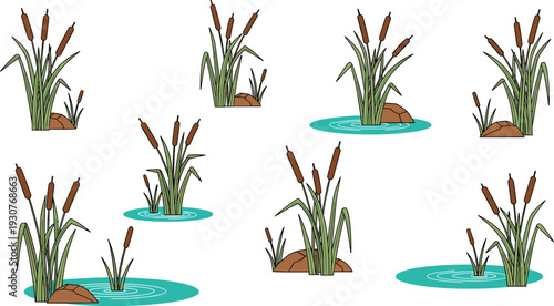Set of Common Cattail and Bulrush Plant Illustrations Growing in Water and Near Rocks for Wetland Nature and Pond Ecosystem Concept