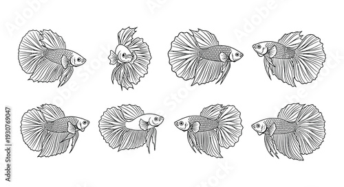 Detailed line art illustrations of betta fish in various poses