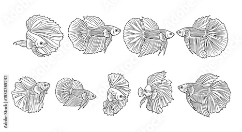 Detailed line art illustrations of betta fish in various poses