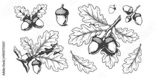 Vintage hand-drawn oak leaves and acorns botanical sketches in engraving style vector illustration set on white background