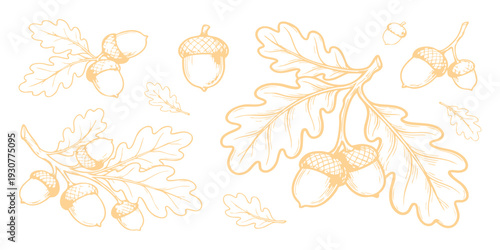 Hand drawn oak branch with acorns and leaves vector illustration in vintage sketch style for autumn seasonal design