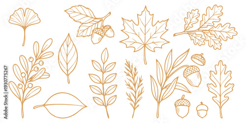 Collection of hand drawn golden autumn leaves and acorns line art vector illustration for seasonal nature design elements