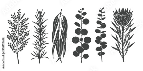 Set of hand drawn australian native botanical plant silhouettes including eucalyptus protea and wattle branches vector illustration