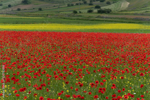 Canvas Print Red poppy and wildflower fields at Colfiorito near Castelluccio di Norcia