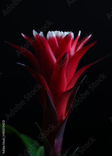 Guzmania Bromeliad flower macro on dark background