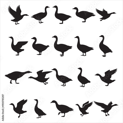 Duck and Goose Silhouette Vector Set Flying and Standing Waterfowl