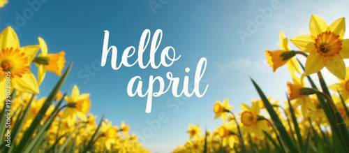 Spring Daffodils Field with Hello April Text Greeting under Blue Sky