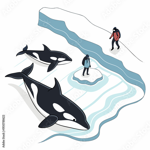 Orcas swim near icy shore with people arctic ocean