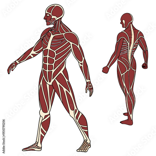 Human body muscle anatomy red and beige two views front and back